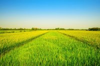 How to Grow Basmati Rice: A Complete Guide to Cultivation, Seeds & Harvesting
